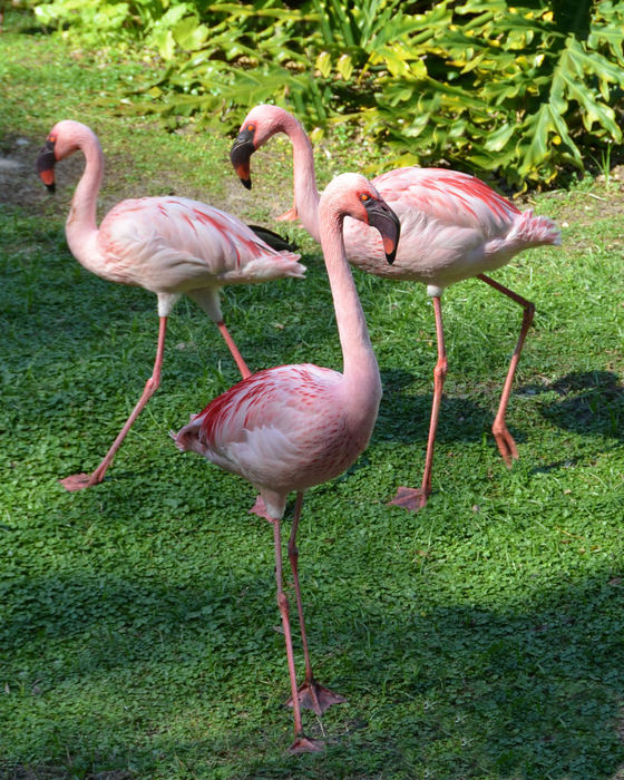 Pink Flamingo Dance