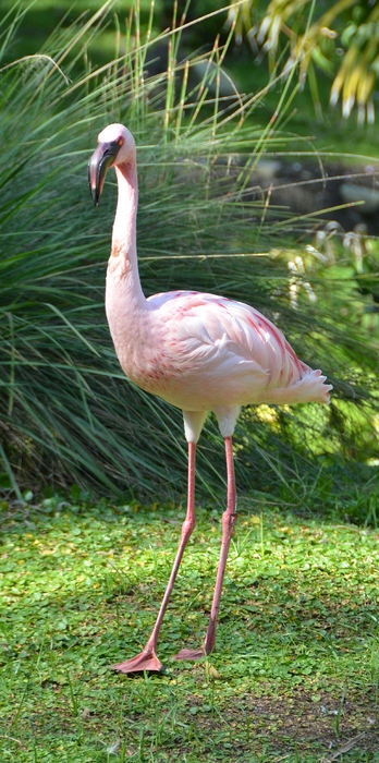 Pink Flamingo Solo