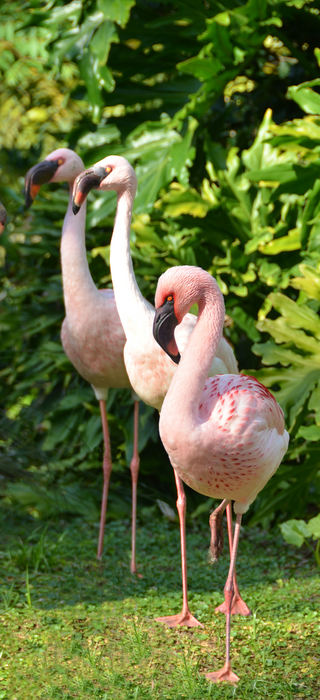 3 Pink Flamingos