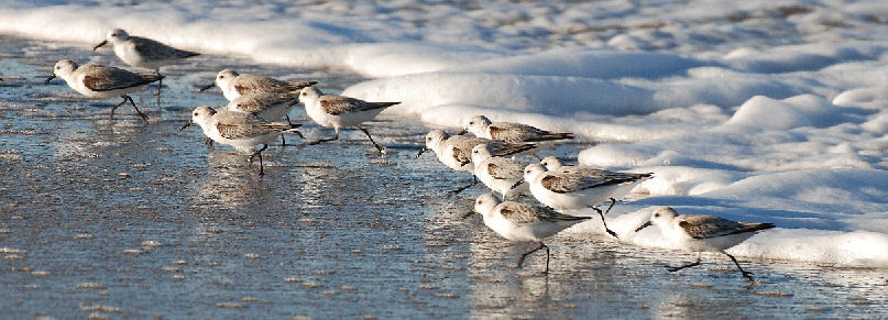 Sanderlings and the Wave Panorama