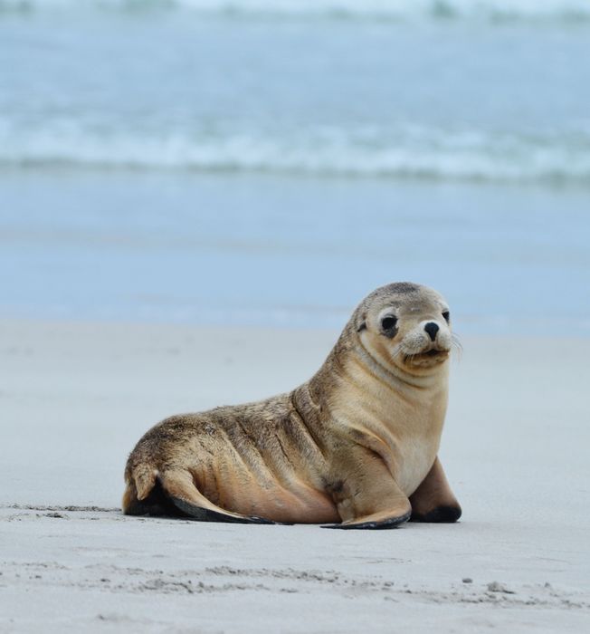 Sea Lion Pup Kangaru Island