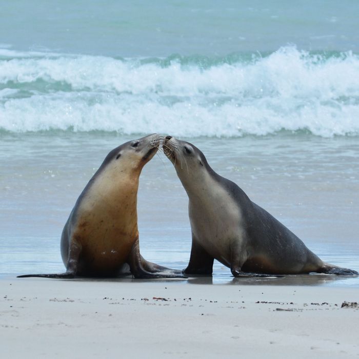 Sea Lions Kissing Australia