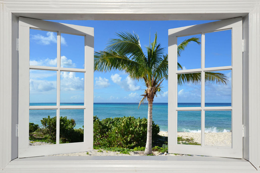 Window and the Palm Tree