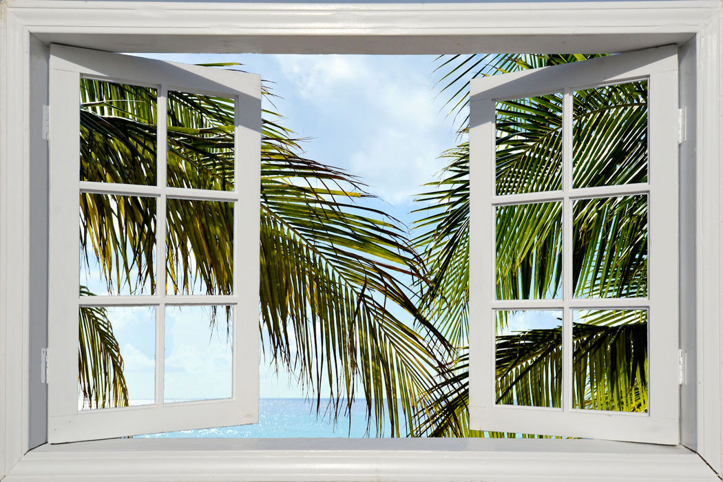 Window with Palm Fronds