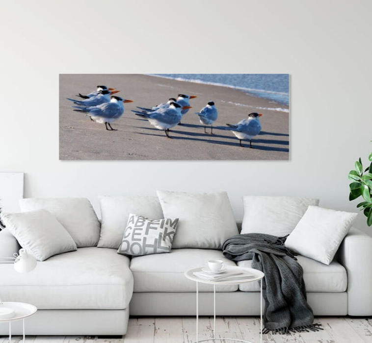 Royal Terns on the Beach Panorama room scene