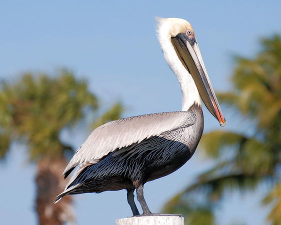 Brown Pelican at rest