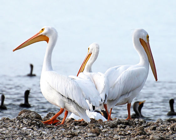 3 White Pelicans
