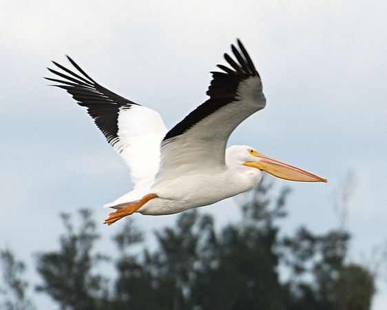 White Pelican in Flight