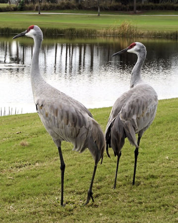 Sandhill Cranes at Lake