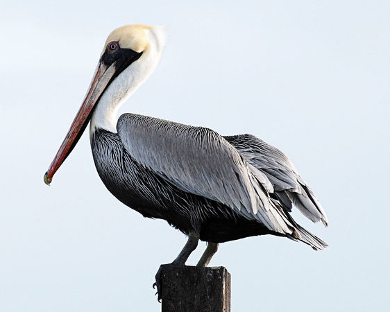 Pelican on a Pole