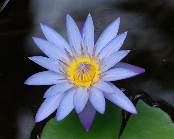 Lavendar Blue Water Lily