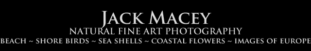 Jack Macey Photography | Natural Fine Art Photography | Shore, Wildlife, Shells